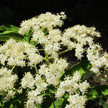 Sambucus Canadensis