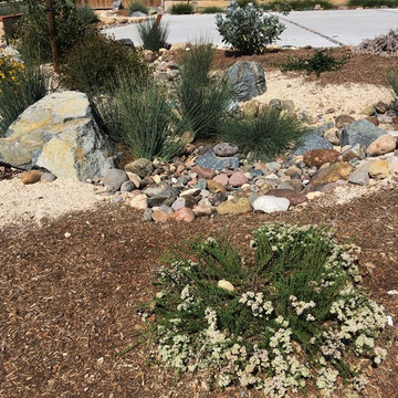 San Diego Native Plant Landscape and Rain Garden