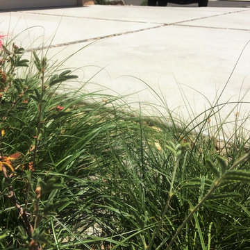 San Diego Native Plant Landscape and Rain Garden