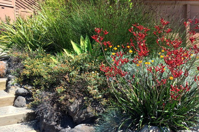 サンフランシスコにあるお手頃価格の中くらいな、春のトラディショナルスタイルのおしゃれな前庭 (日向) の写真