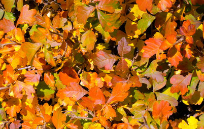 Southwest Gardener's November Checklist