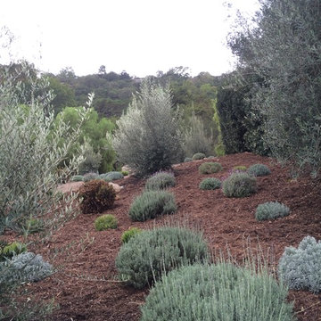 Santa Barbara drought tolerant garden