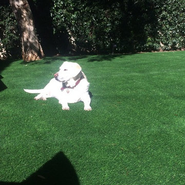 Santa Monica Artificial Grass install,  750 sqft Dog Run