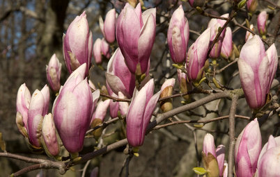 Great Design Plant: Saucer Magnolia