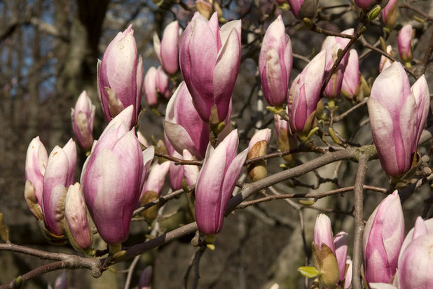 Сад by The New York Botanical Garden