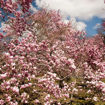 Saucer Magnolia