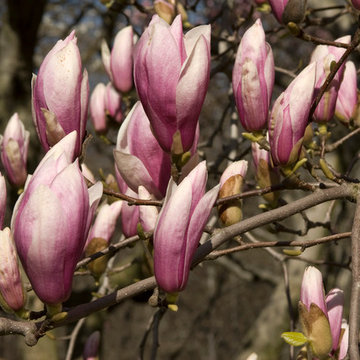Saucer magnolia, Magnolia x soulangeana