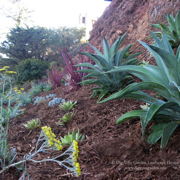 Sausalito, CA - Plantings for a Steep Slope
