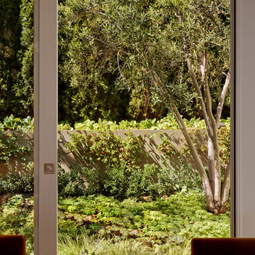 Sausalito Hillside Garden