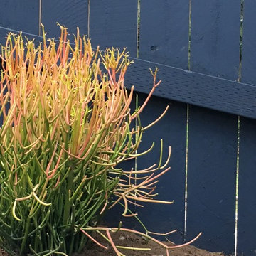 Sculptural Canyon Garden with Low Water Succulents