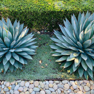 Sculptural Plant Combos