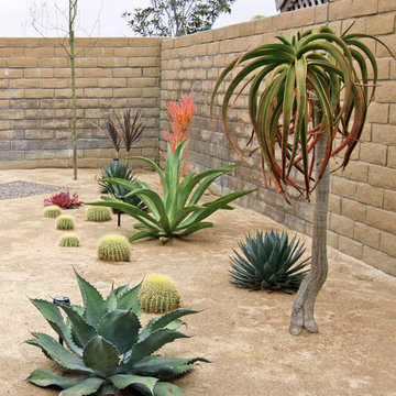 Sculptural Plants in Xeroscape Garden