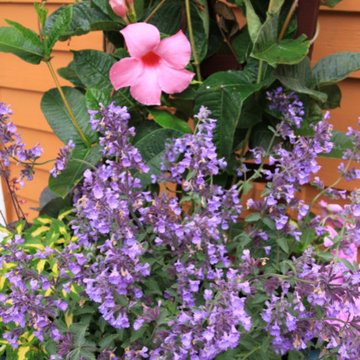 Seasonal Container Plantings & Changeovers