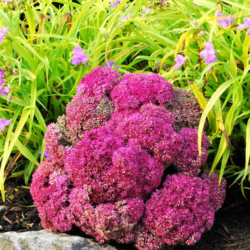 Sedum 'Birthday Party'