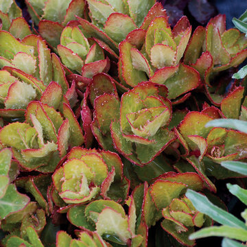 Sedum 'Birthday Party'