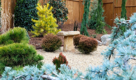 Designing With Conifers: Personality and Form in the Garden