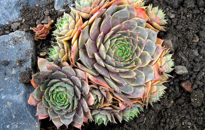 Great Design Plant: Hens-and-Chicks