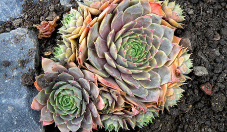 Great Design Plant: Hens-and-Chicks