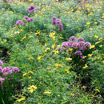 Septic field turned meadow.