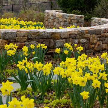 Serpentine Woodland Wall amongst daffodils