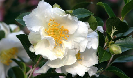 Great Design Plant: Sasanqua Camellia