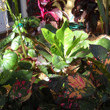 Shade Garden