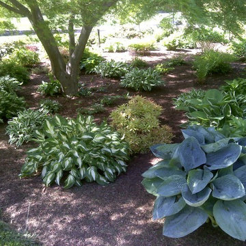 Shade Garden mid Spring (low maintenance)