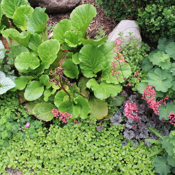 Shade Garden Planting for Complimentary Texture & Color