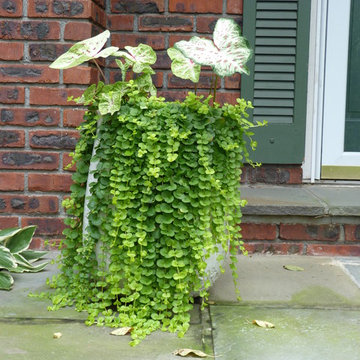 Shady container plant ideas