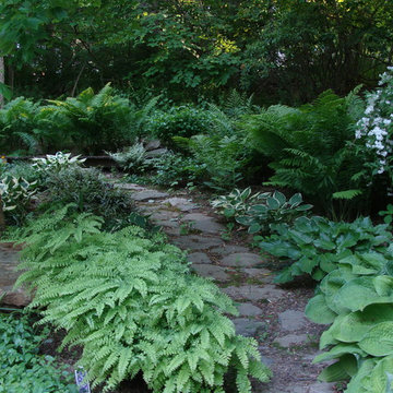 Shady garden path with Maiden Hair Fern (foreground)