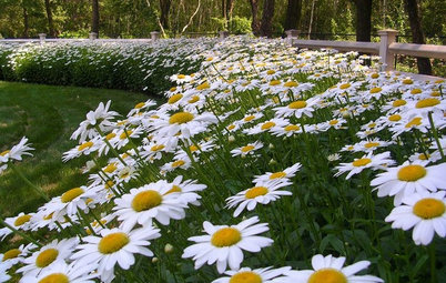 Mix or Mass Daisies for Two Great Garden Looks