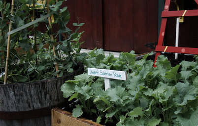 Cool-Season Vegetables: How to Grow Kale