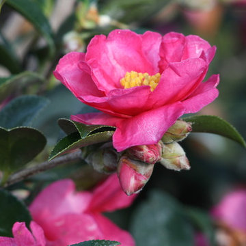 Shishi Gashira Camellia, Camellia sasanqua 'Shishi Gashira'