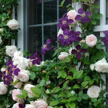 Shoreline Cottage Garden