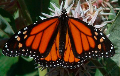Great Design Plant: Asclepias Is Attractive to Monarch Butterflies