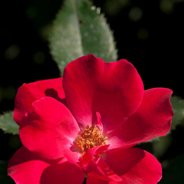 Shrub Rose