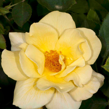 Shrub Rose