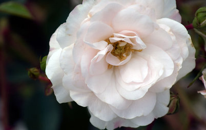 5 Favorite White Roses for a Purely Beautiful Garden