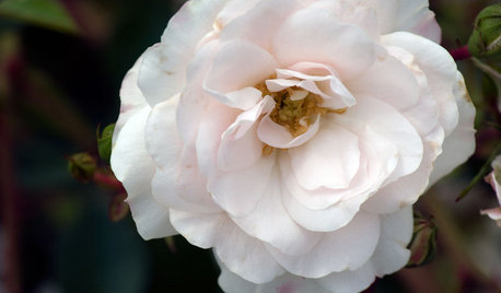 5 Favorite White Roses for a Purely Beautiful Garden