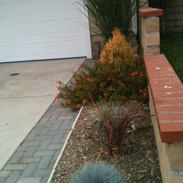 Side of driveway color- Low water, low maintenance
