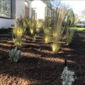 Silver Drought-Tolerant Landscaping