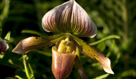 Orchids 101: Slipper Orchid Success