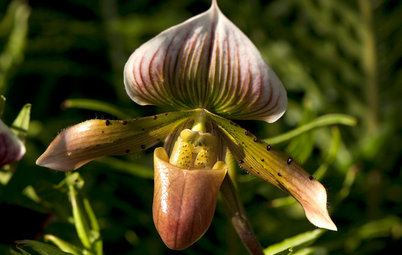 Orchids 101: Slipper Orchid Success