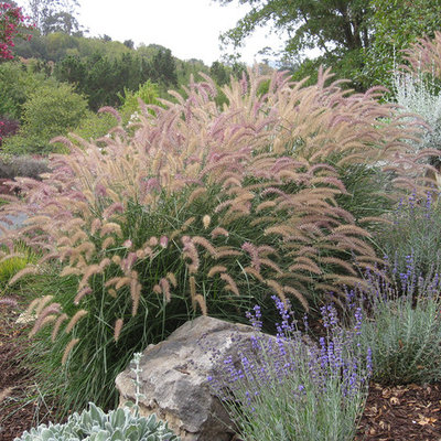 Design ideas for a huge mediterranean drought-tolerant and full sun hillside mulch garden path in San Francisco for summer.