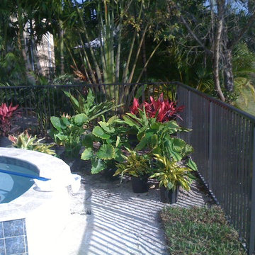 Small tropical Backyard