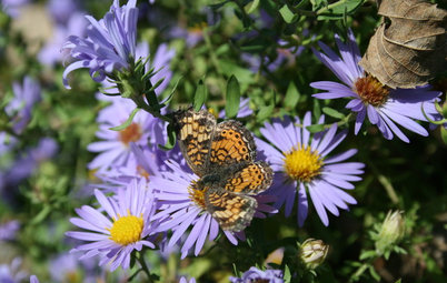 Great Design Plant: Smooth Aster, the Wonder Pollinator