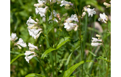 Great Design Plant: Try Penstemon Digitalis for Showy White Blooms