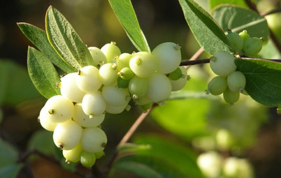 Great Design Plant: Snowberry Pleases Year-Round