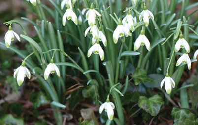 Great Design Plant: Snowdrops Offer a Spring Peek