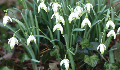 Great Design Plant: Snowdrops Offer a Spring Peek